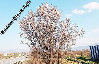 Pamukova’da Badem ağacı çiçek açtı.