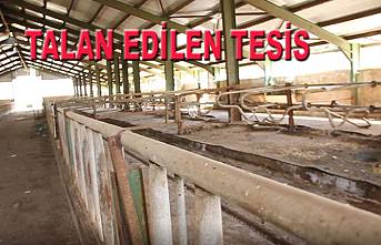 çobanlar 10 Milyonluk tesisleri talan ettiler.
