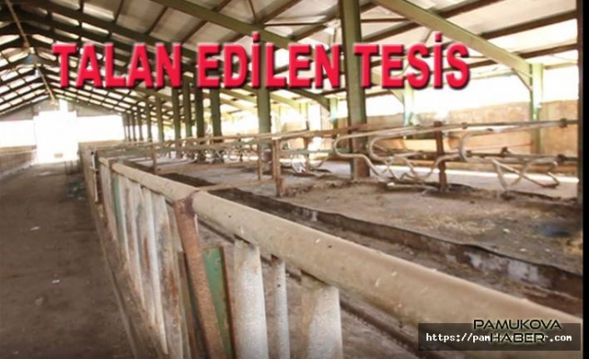 çobanlar 10 Milyonluk tesisleri talan ettiler.