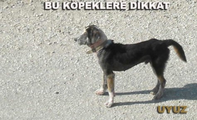 Bu köpeklere dikkat!