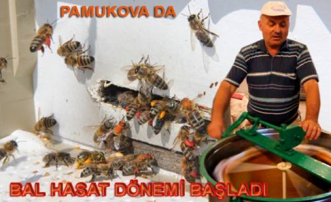Pamukova da arı üreticileri bal sağımlarına başladılar.