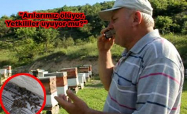 Pamukova da toplu arı ölümleri arıcıları endişelendiriyor.