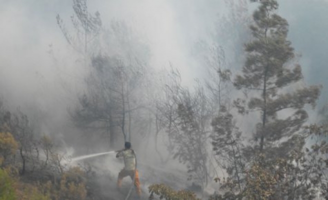 Sakarya Bilecik sınırında çamlık bölgede yangın çıktı