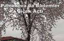 Pamukova da Badem Ağaçları çiçek açtı.