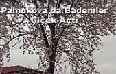 Pamukova da Badem Ağaçları çiçek açtı.