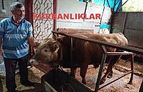 Kurbanlıklar sahiplerini bekliyor