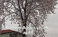 Badem ağacı çiçek açtı.