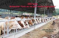 Simentel Cinsi hayvanlar eti ve sütü içen yetiştiriliyor.