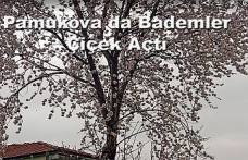 Pamukova da Badem Ağaçları çiçek açtı.