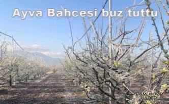 Pamukova Bahçelerini buz vurdu.