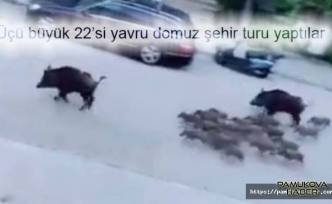 Marmaris’de tur atan domuz sürüsü görenleri şaşırttı
