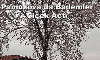 Pamukova da Badem Ağaçları çiçek açtı.