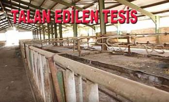 çobanlar 10 Milyonluk tesisleri talan ettiler.