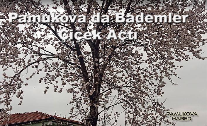 Pamukova da Badem Ağaçları çiçek açtı.