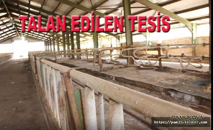 çobanlar 10 Milyonluk tesisleri talan ettiler.